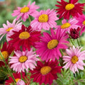 Painted Daisy Seeds - 200 Organic Perennial Seeds - Bright Colorful Blooms - Chrysanthemum cinerariifolium - USA Grown