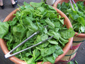 Spinach Seeds 230 Count Bloomsdale Long Standing Non-GMO Heirloom Spinacia oleracea