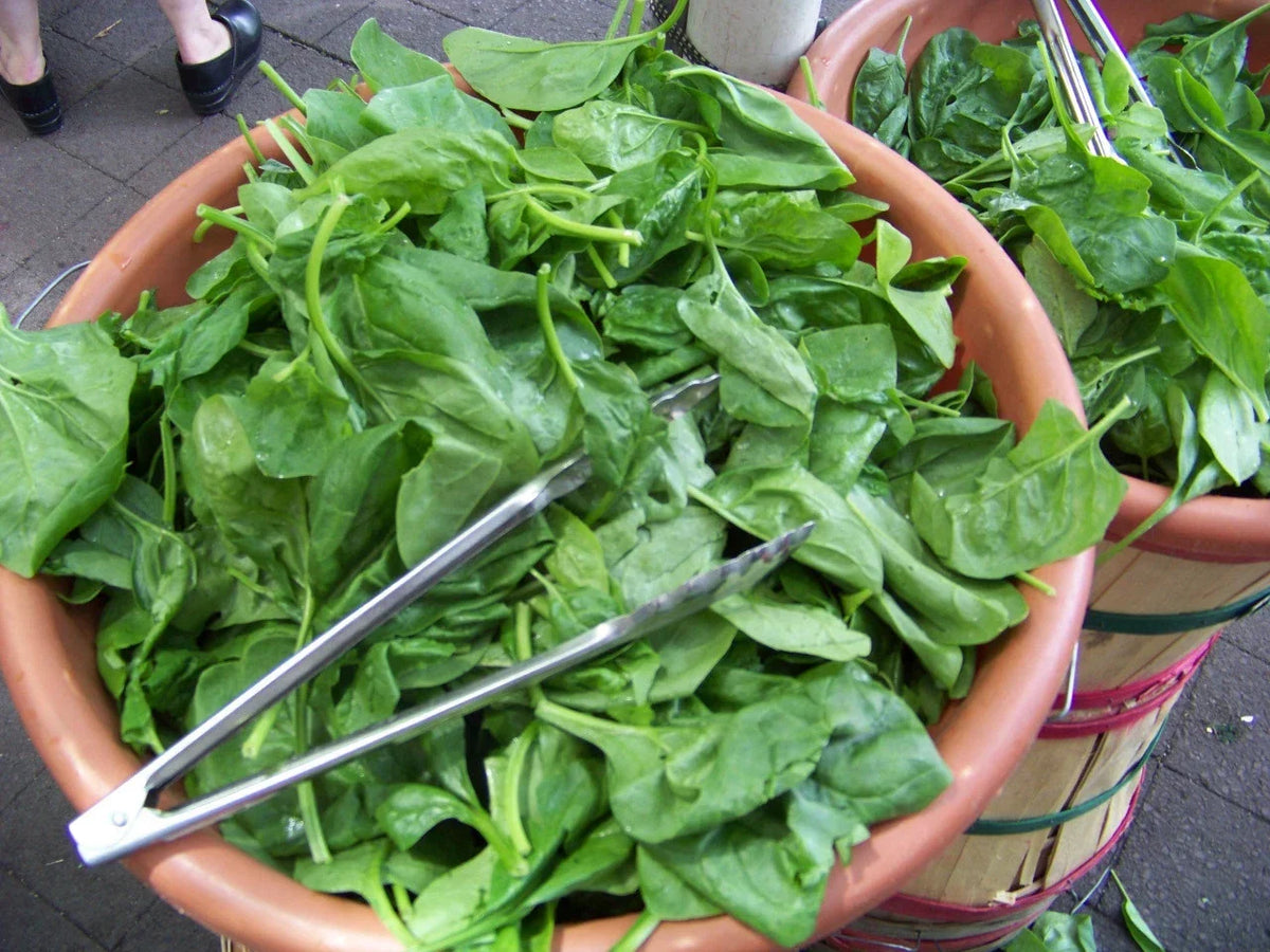 Spinach Seeds 230 Count Bloomsdale Long Standing Non-GMO Heirloom Spinacia oleracea