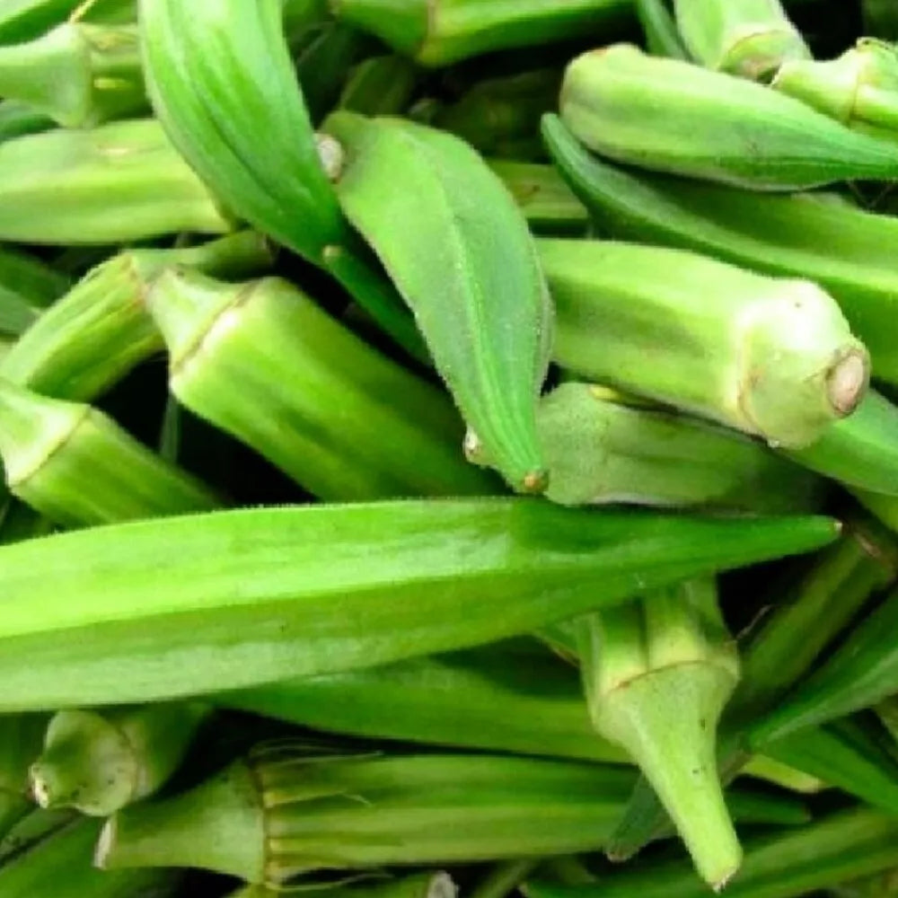 Emerald Okra Seeds | Non-GMO Heirloom Abelmoschus esculentus | Vibrant Green Pods for Garden or Container Growing