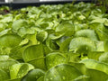 Water Hyacinth Bundle - 20 Live Floating Pond Plants - Eichhornia crassipes - Aquatic Garden Decor