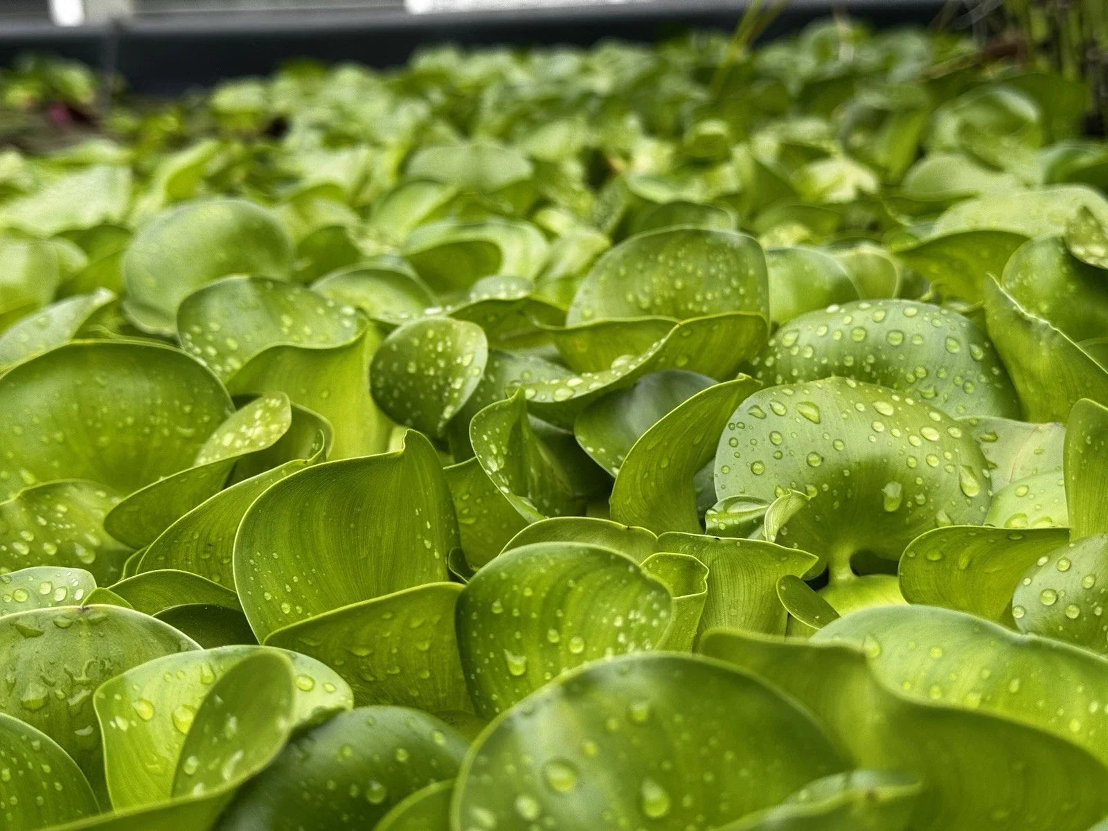 Water Hyacinth Bundle - 20 Live Floating Pond Plants - Eichhornia crassipes - Aquatic Garden Decor