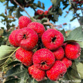 Giant Globe Chinese Hawthorn Tree Bare Root Crataegus pinnatifida for Garden, Orchard, Landscape