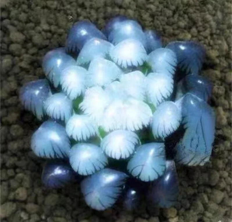 Blue Succulent Seeds 50Pcs, Mini Echeveria spp., Indoor Gardening, Rare Cactus Seeds, Easy to Grow, Home Decor Plant Collection