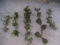 Portulacaria Cuttings Collection - 9 Varieties of Elephant Bush Succulents