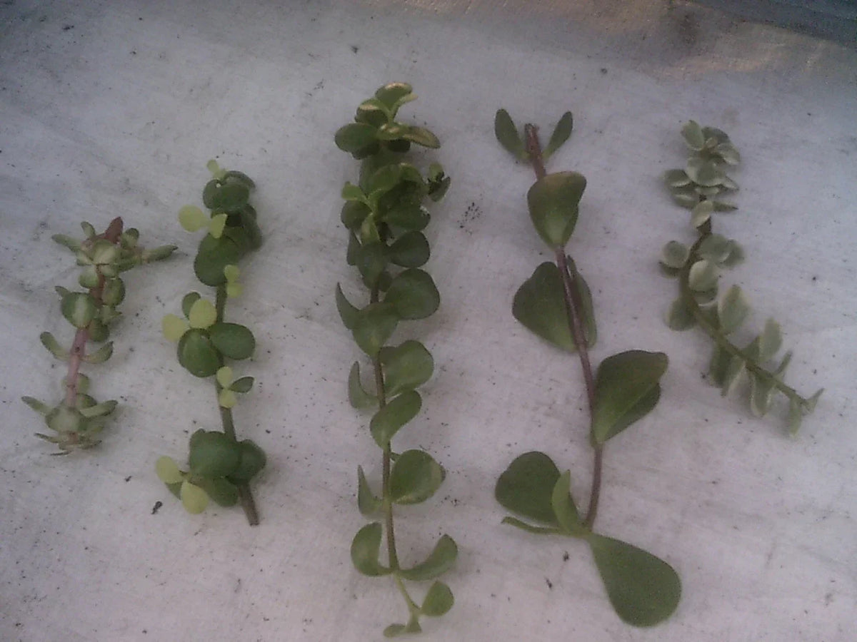 Portulacaria Cuttings Collection - 9 Varieties of Elephant Bush Succulents