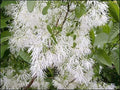 White Fringe Tree Seeds - Chionanthus virginicus - Ornamental Flowering Tree for Garden and Landscaping