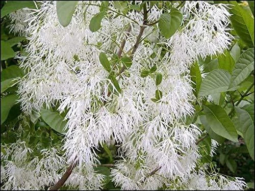 White Fringe Tree Seeds - Chionanthus virginicus - Ornamental Flowering Tree for Garden and Landscaping