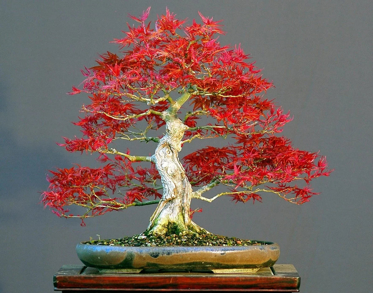50 Bonsai Tree Seeds Japanese Red Maple Acer palmatum for Bonsai Cultivation and Decorative Gardening