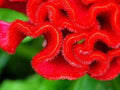 Cockscomb Seeds 100 Pack - Vibrant Celosia Argentea Flower Seeds for Garden, Indoor & Outdoor Planting