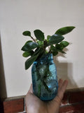 Rooted Cutting Baby Rubber Plant - Ficus elastica - Easy Care Indoor Houseplant