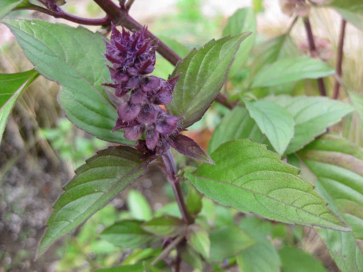 Thai Basil Seeds - Heirloom Variety - Aromatic Culinary Herb - Ocimum basilicum 'Thai' - Pack of 100 Seeds