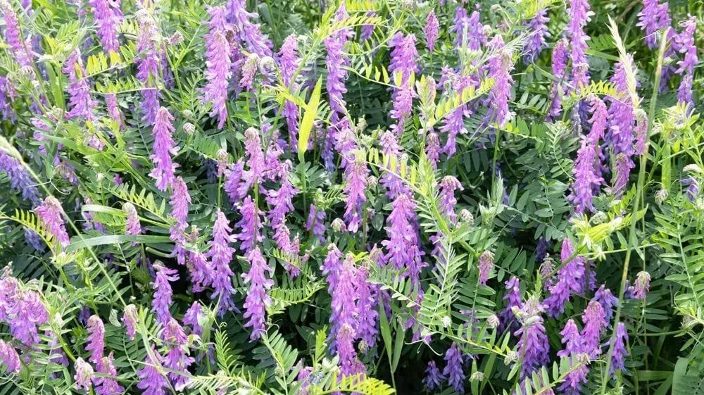 Hairy Vetch Seeds 1 Pound Cover Crop, Pollinator Attractant, Soil Enrichment, Green Manure, Vicia villosa