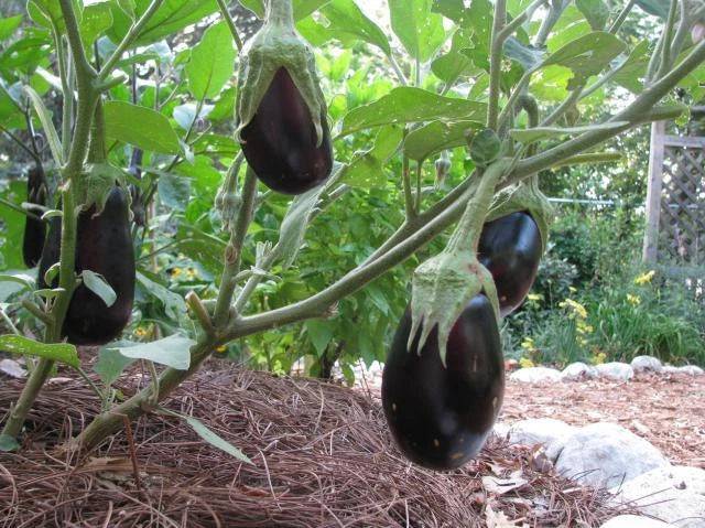 Eggplant Seeds - 30 Pack - Black Beauty Solanum melongena - Non-GMO Heirloom Vegetable for Home Gardens