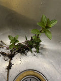 Chocolate Mint Plant Roots – Mentha × piperita 'Chocolate' – 4 Roots for Easy Herb Gardening