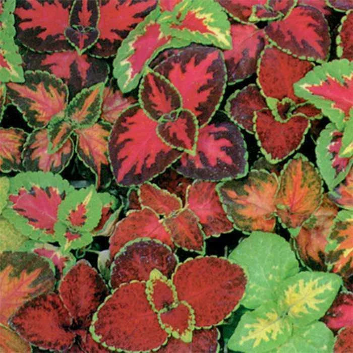 Coleus Seeds - Rainbow Mix, Shade Garden, Container, Groundcover, Plectranthus scutellarioides, Vibrant Foliage, Easy to Grow