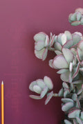 Crassula Arborescens Succulent Potted Plant - Silver Dollar, Drought Tolerant Indoor Outdoor Decor
