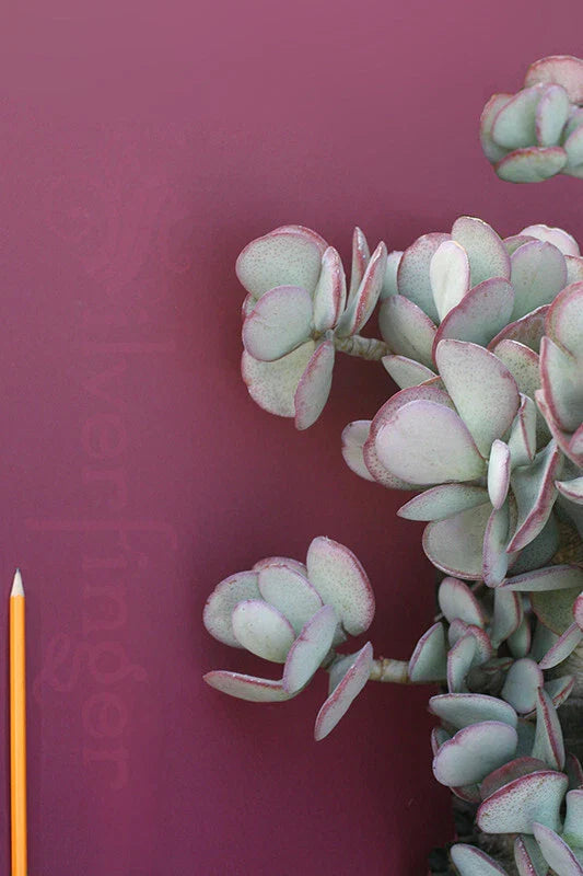 Crassula Arborescens Succulent Potted Plant - Silver Dollar, Drought Tolerant Indoor Outdoor Decor