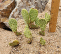 Heil's Beavertail Prickly Pear Cactus - Live Rooted Opuntia basilaris var. heilii - Drought-Tolerant Desert Plant for Garden & Container