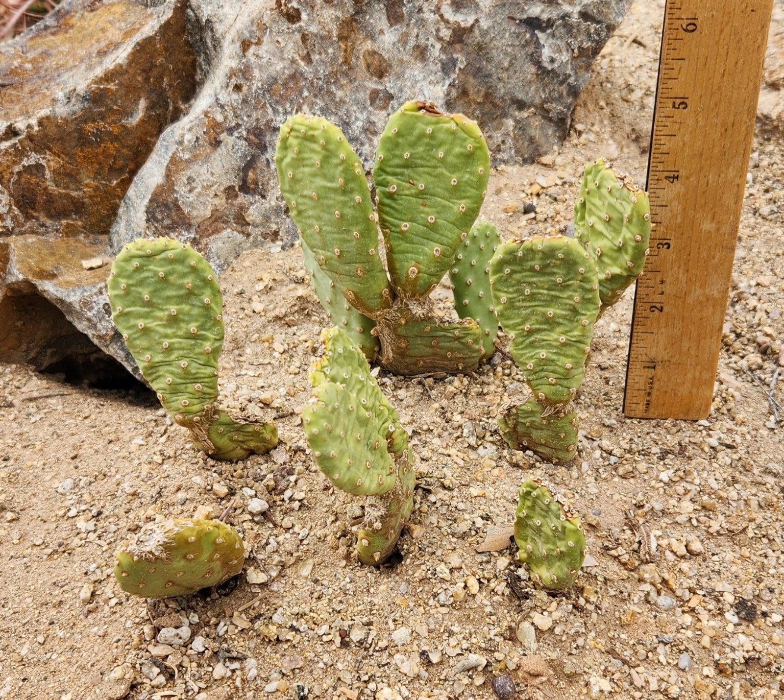 Heil's Beavertail Prickly Pear Cactus - Live Rooted Opuntia basilaris var. heilii - Drought-Tolerant Desert Plant for Garden & Container