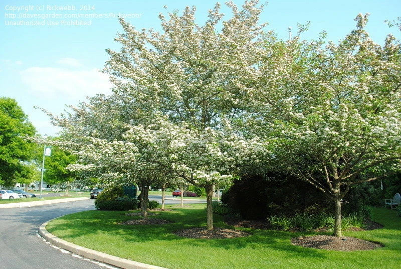 Green Hawthorn Tree Live Starter Plant - Bare Root, 16-24 Inches, Crataegus viridis, White Flowers, Red Fruit