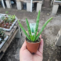 Aloe Vera Live Plant - 2in Succulent Aloe Barbadensis - Easy Indoor Plant