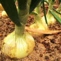 Vidalia Onion Seeds - Yellow Granex Variety - Allium cepa - 200+ Seeds for Home Garden & Planting 2025