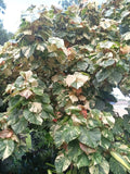 Variegated Mahoe Hibiscus Tree Plant - Rooted Cutting - Tropical Foliage - Hibiscus tiliaceus 'Variegata'