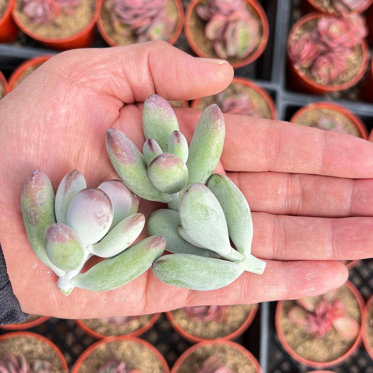 Fresh Live Cotyledon Orbiculata cv. Succulent Cuttings - 3 Garden Plants for Indoor & Outdoor Decor