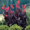 Canna Lily Bulb Tall Plant with Red Flowers & Purple Leaves | Canna indica | Tropical Garden Focal Point
