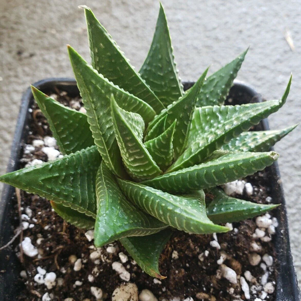 Gasteria Limifolia Potted Plant - Fairy Washboard Succulent - Spiral Grow Indoor Plant - 5" Diameter
