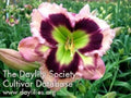 Live Daylily Plant in 6-Inch Pot | Vibrant Reblooms | Hemerocallis spp. Perennial Flowering Garden Plant