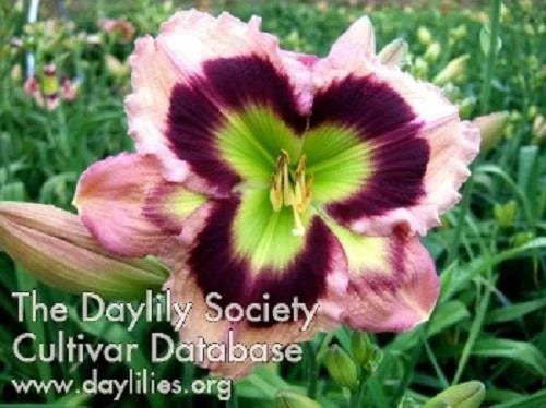 Live Daylily Plant in 6-Inch Pot | Vibrant Reblooms | Hemerocallis spp. Perennial Flowering Garden Plant