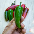 Pot-a-Peno Hot Pepper Seeds - Capsicum annuum - 25+ Pack for Garden or Container Planting