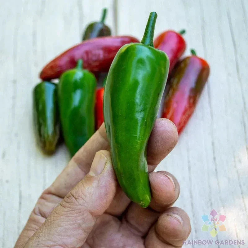 Pot-a-Peno Hot Pepper Seeds - Capsicum annuum - 25+ Pack for Garden or Container Planting