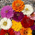 California Giants Zinnia Seeds - Mix of 7 Colors, Giant 5+ Inch Flowers, Zinnia elegans