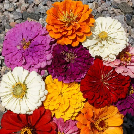 California Giants Zinnia Seeds - Mix of 7 Colors, Giant 5+ Inch Flowers, Zinnia elegans