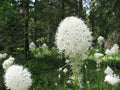 Bear Grass Seeds 100 Count Xerophyllum tenax Native Perennial for Landscaping & Erosion Control