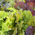 Mixed Leaf Lettuce Seeds - Heirloom Non-GMO - 250+ Seeds for Home Gardening - Lactuca sativa
