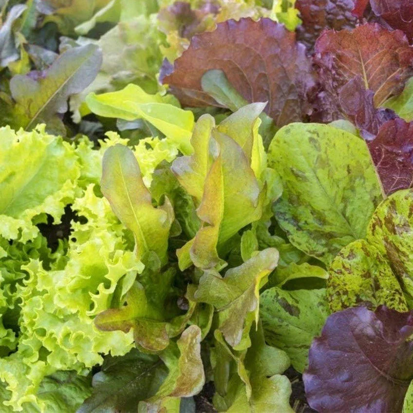 Mixed Leaf Lettuce Seeds - Heirloom Non-GMO - 250+ Seeds for Home Gardening - Lactuca sativa