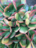 Jade Cutting Plant - Crassula ovata 'Hummel's Sunset' Variegated Succulent Cutting for Indoor & Outdoor Gardens