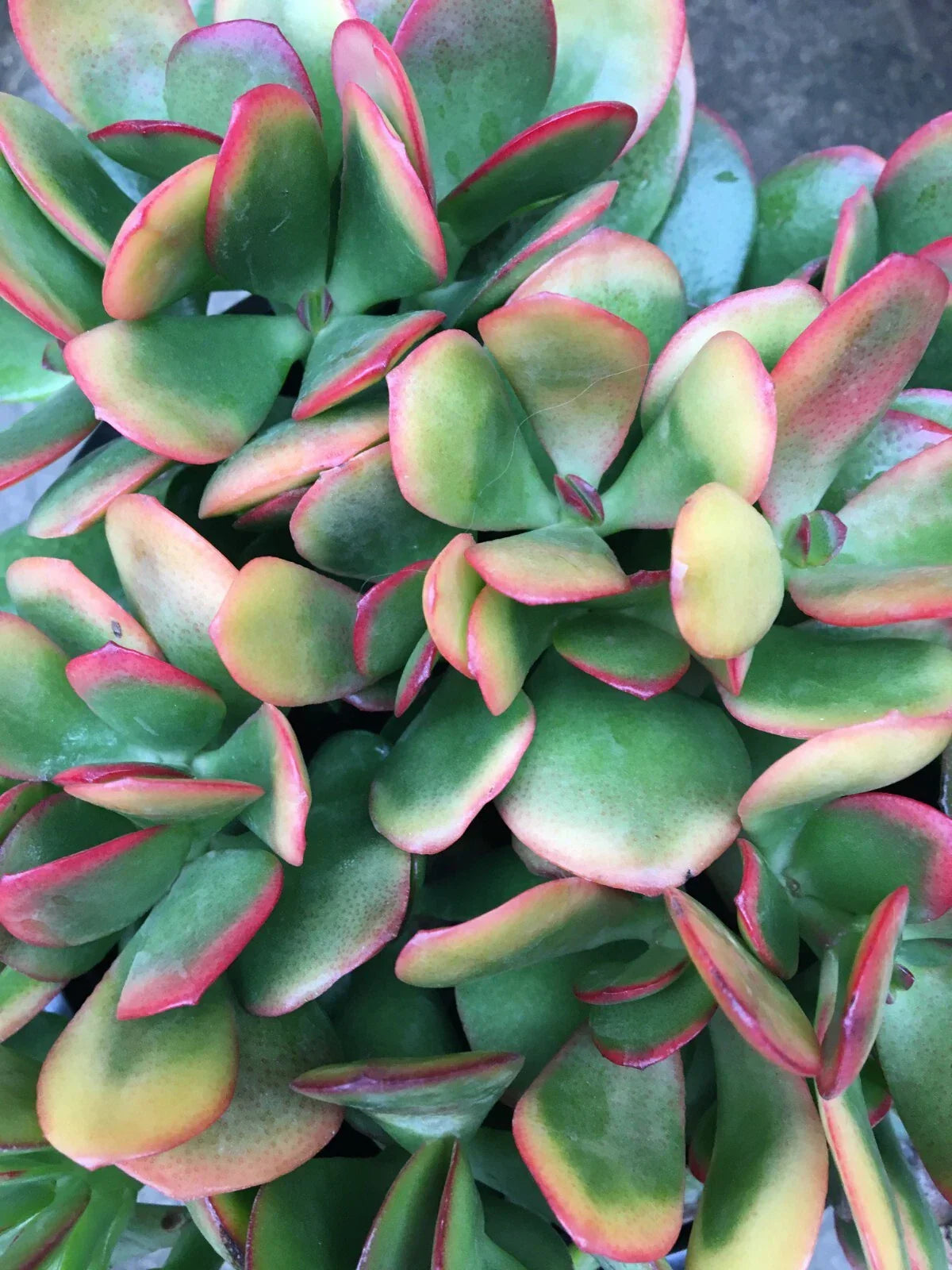 Jade Cutting Plant - Crassula ovata 'Hummel's Sunset' Variegated Succulent Cutting for Indoor & Outdoor Gardens