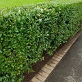 Common Privet Starter Bush - Bare Root Ligustrum vulgare for Privacy Hedge, Fast-Growing Shrub Plant