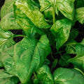 Giant Noble Spinach Seeds - 1000 Non-GMO Pack - Spinacia oleracea, Leafy Green, Edible Greens, Vegetable Seeds