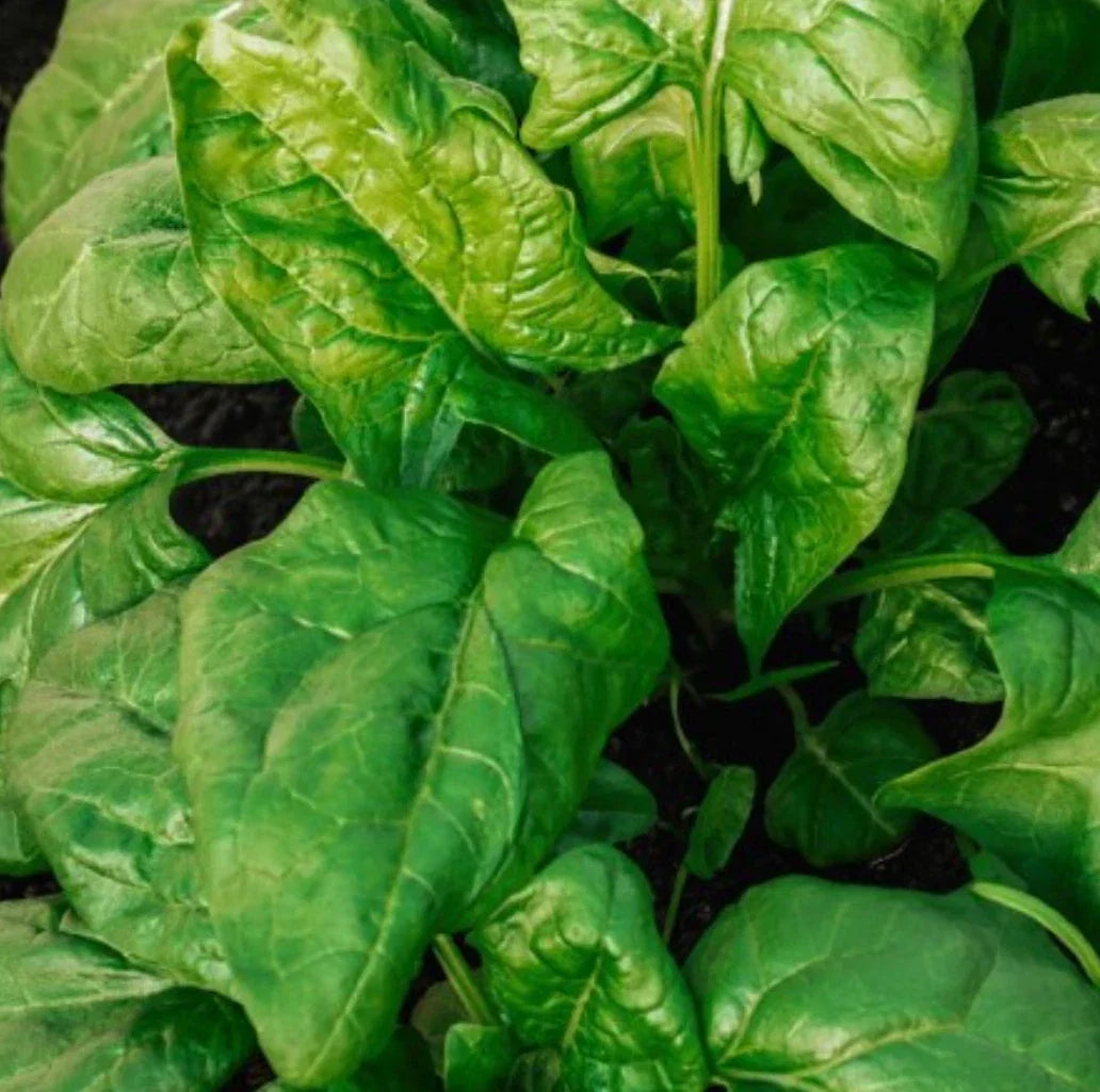 Giant Noble Spinach Seeds - 1000 Non-GMO Pack - Spinacia oleracea, Leafy Green, Edible Greens, Vegetable Seeds