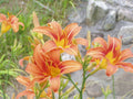 Orange Fulva Daylily Bare Root Plants – 45 Pack, Hemerocallis fulva, Perennial Flowers for Garden Landscaping