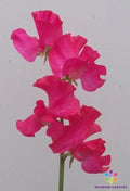 Sweet Pea Seeds - Judith Wilkinson Variety - Climbing Flowering Vine - Lathyrus odoratus - Garden Planting Seeds