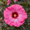 Bush Hibiscus Plant 2.5" Pot Inner Glow Pink Flowers Hibiscus rosa-sinensis