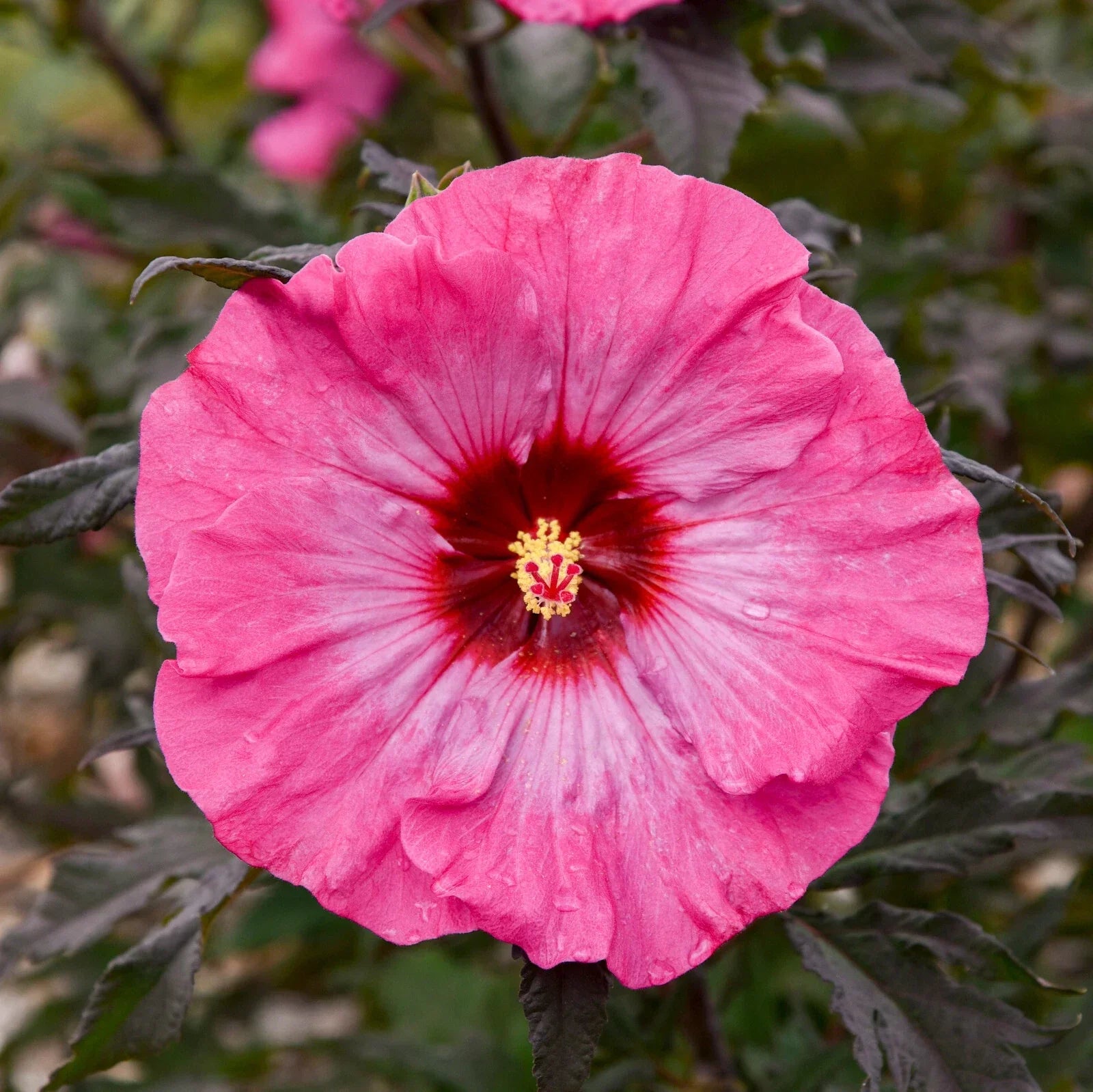 Bush Hibiscus Plant 2.5" Pot Inner Glow Pink Flowers Hibiscus rosa-sinensis