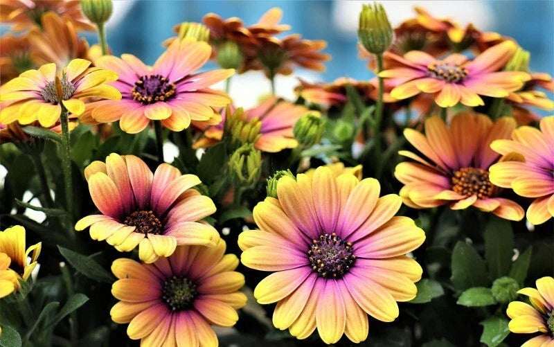 Cape Daisy Seeds - 200+ Pink & Yellow Osteospermum Annual Flower Seeds for Garden Planting